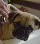 dog cleaning