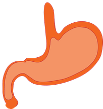 digestive system