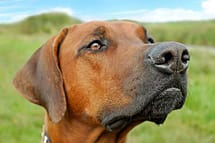 large dog