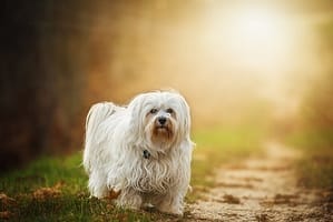 small dog
