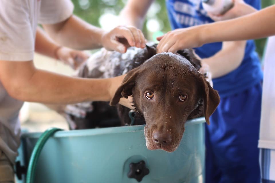 How to Choose the Best Shampoo for Your Dog