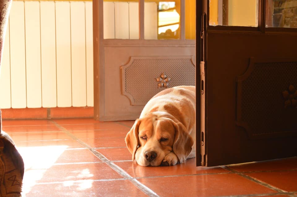 Types of Dog Doors to Choose