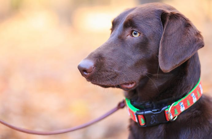 Ways to Help Anxious Dogs Relax